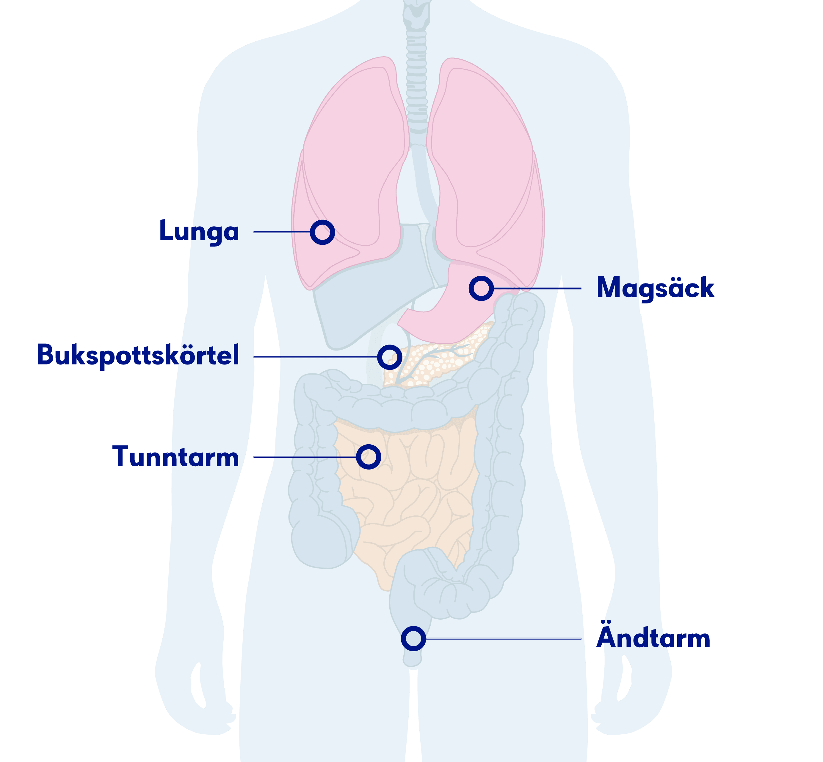 Illustrera neuroendokrina körtlar