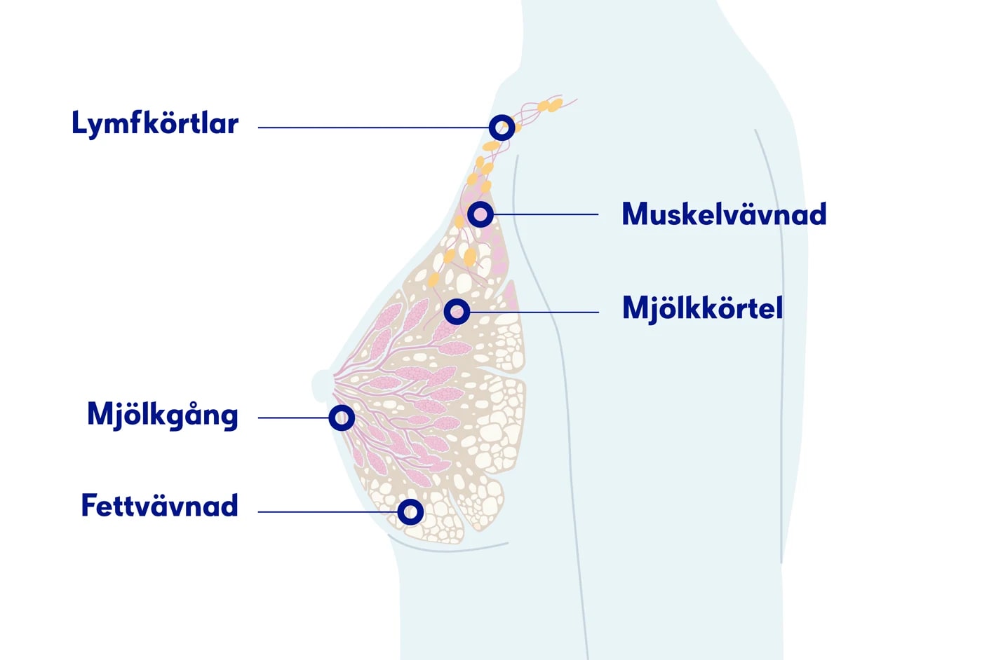 Illustration bröstet