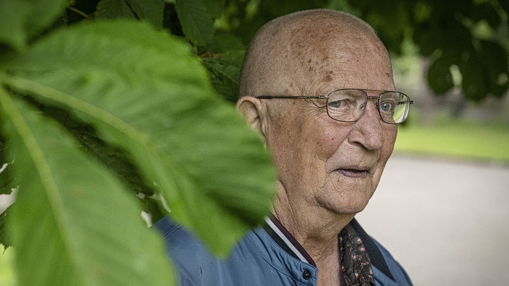 närbild på Ola i profil vid i ett träd. Foto: Fredrik Schlyter.
