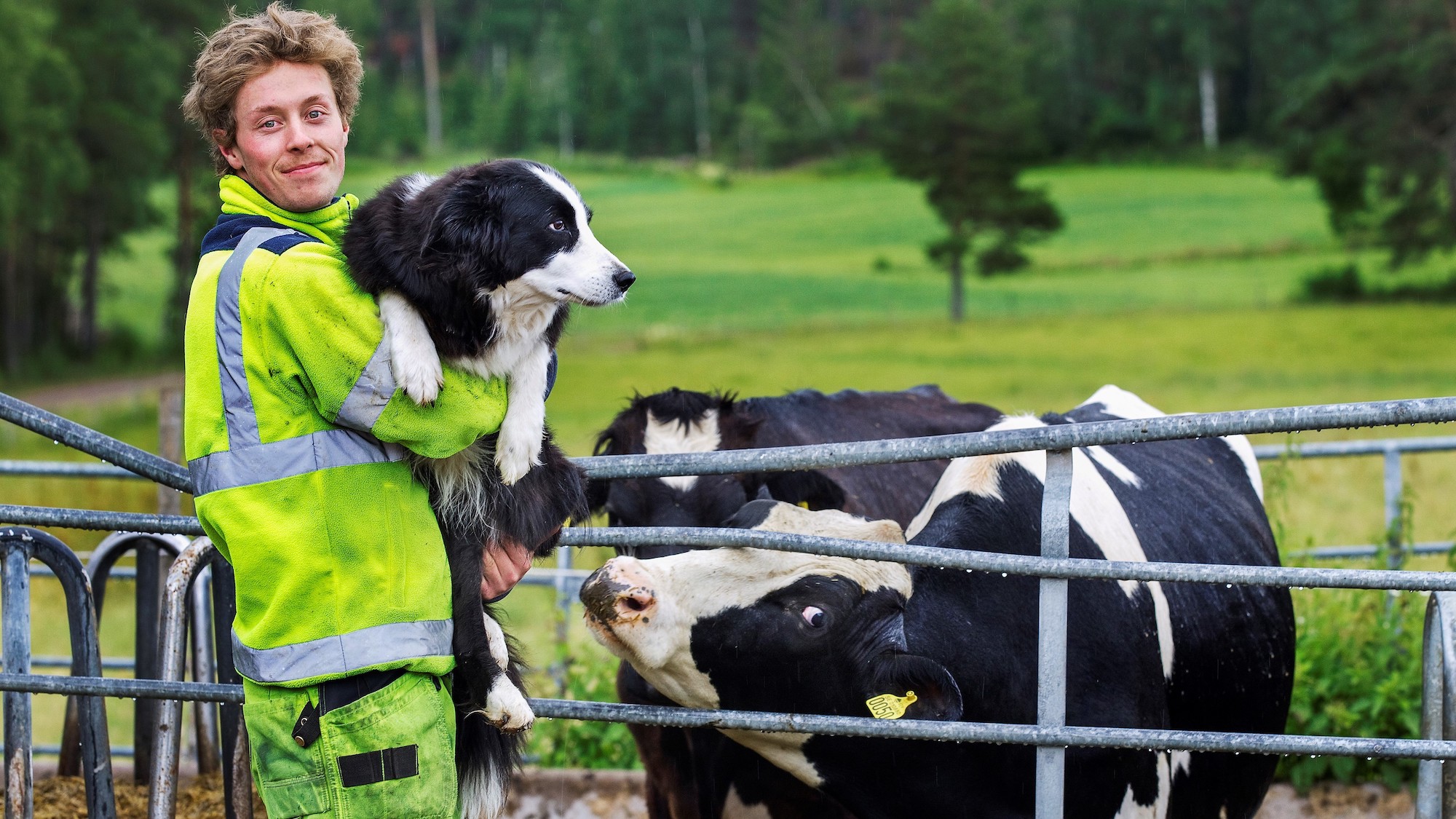 Man som håller en hund i famnen. En ko står bredvid.