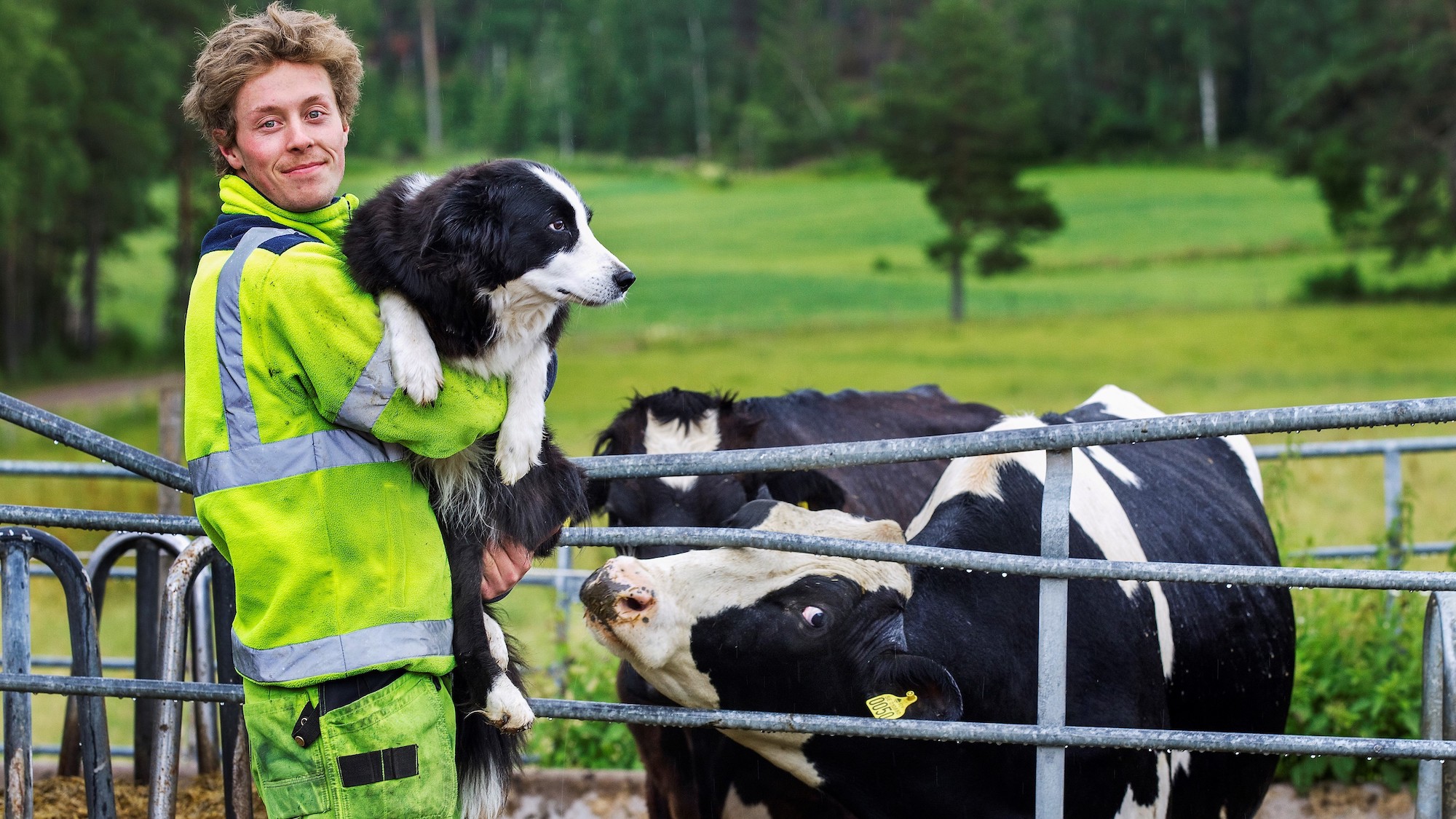 Man som håller en hund i famnen. En ko står bredvid.