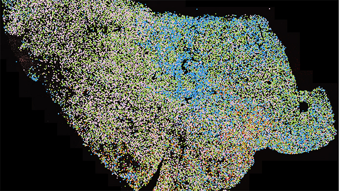 Bild som visualiserar cellers organisering.