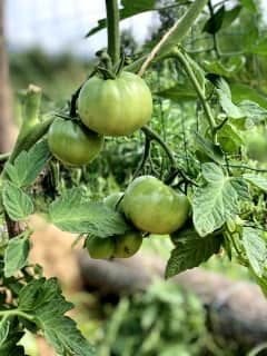 Corral y huerto: tomates verdes