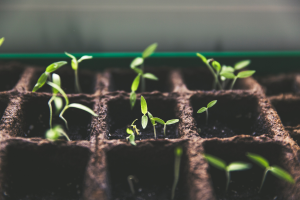 Cannabis seedlings for CBD