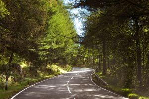 Road through forest