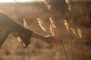 Oustretched hand in wheat field