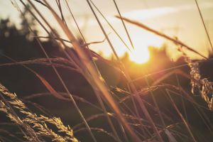 sun shining through wheat field