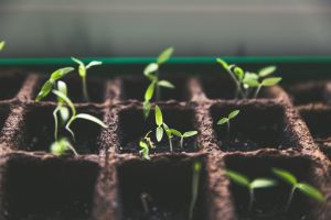 CBD seedlings