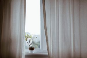Plant by window