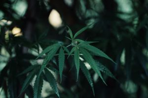 cannabis leaf