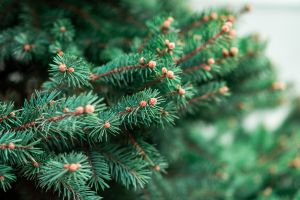 pine tree spruce