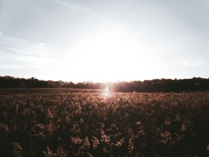 High Quality CBD | C A N N A R A Y