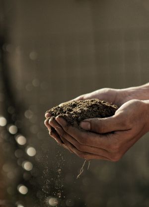 Hands holding soil