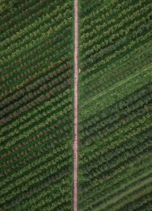 Cannaray hemp farm for CBD