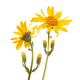 Arnica