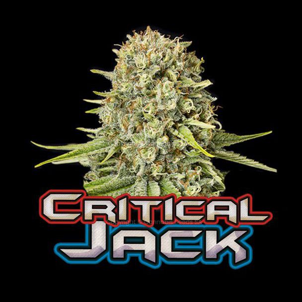 Critical Jack Feminized seeds cannabis seeds south africa