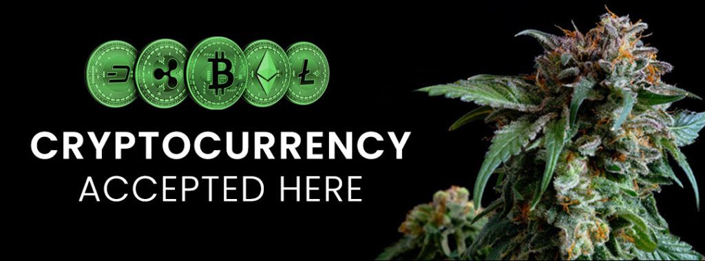 crypto accepted cannabis seeds sa
