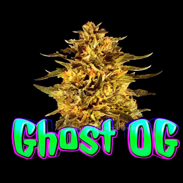 Lime Haze feminised cannabis seeds south africa Lime Haze feminised cannabis seeds south africa 1 CSSA y0ry31 - Cannabis Seeds SA