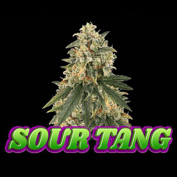 Ghost-OG-feminised-cannabis-seeds-south-africa
