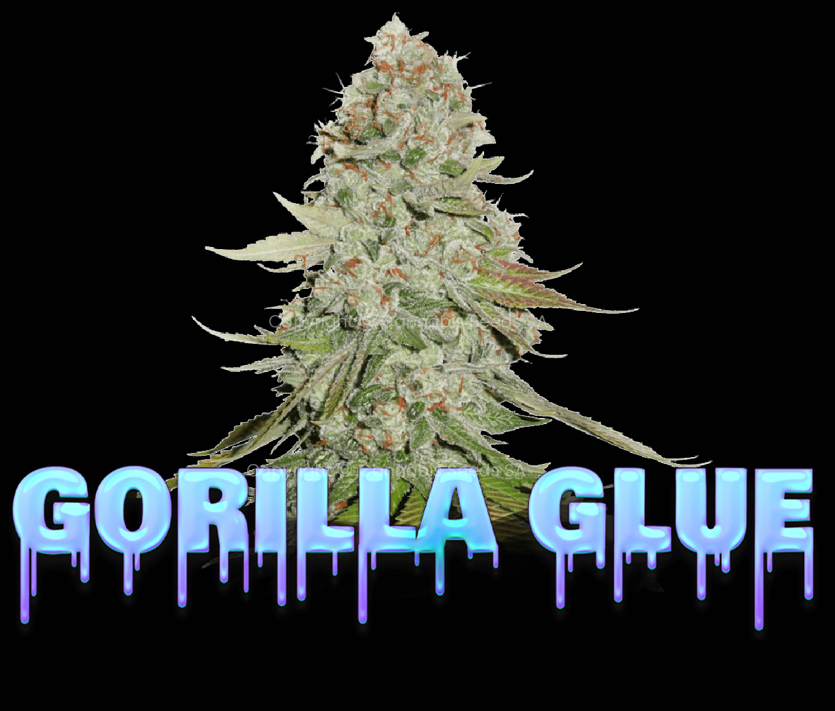 Critical Jack Feminized seeds cannabis seeds south africa