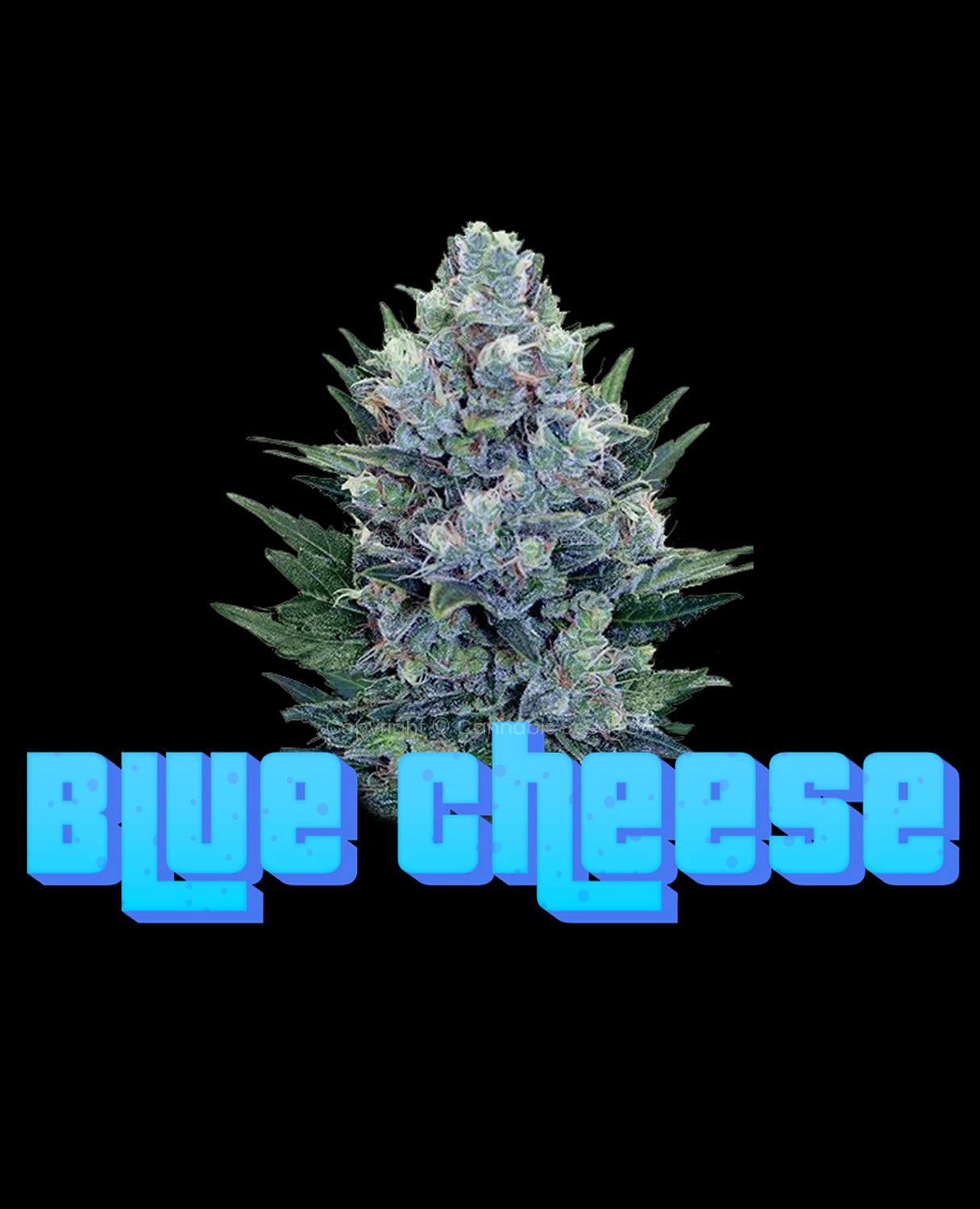 Ghost-OG-feminised-cannabis-seeds-south-africa