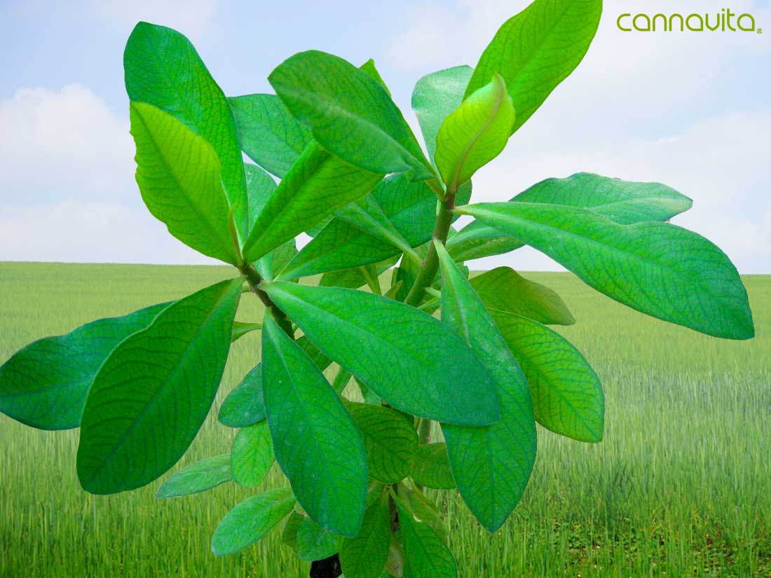 Fórmula Moronel Aceite orgánico comestible de extracto de cáñamo y