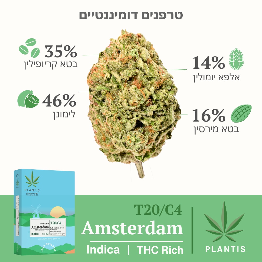 אמסטרדם