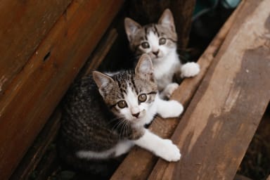 In defence of pet servers