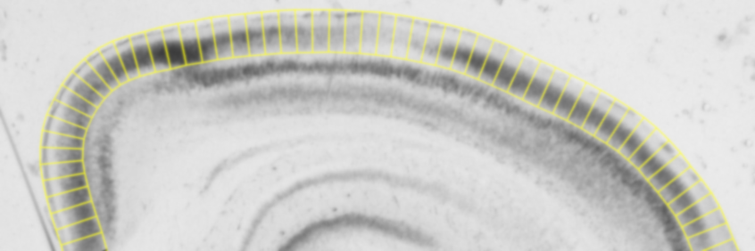 Stalefish: Spatial ISH Analysis banner