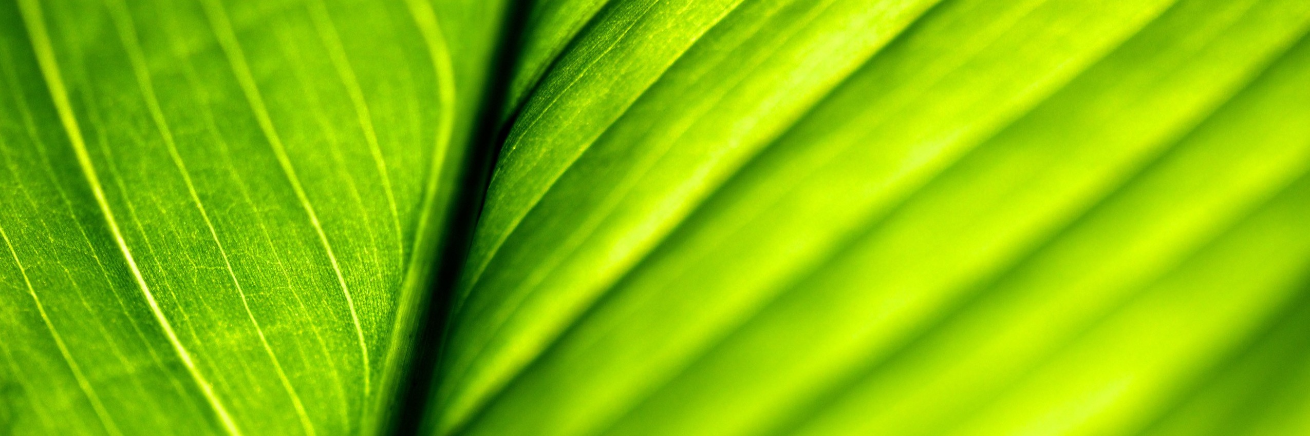 anubias banner