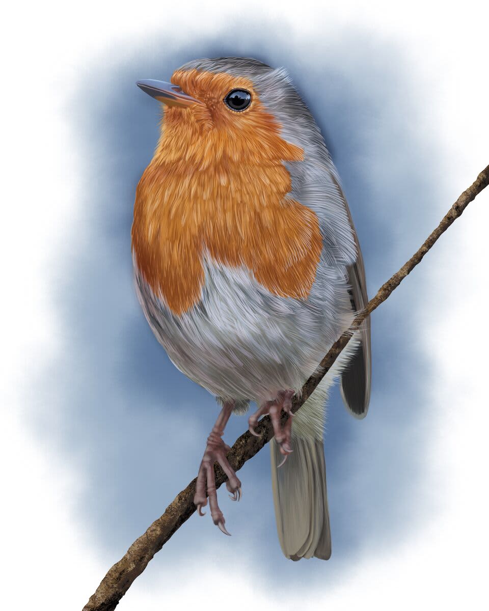 Robin Robin