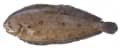 Tong groot/middel