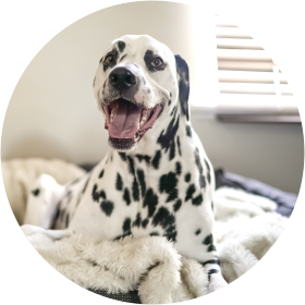 Dalmatas Descobre Tudo Sobre A Raca Dos Dalmata Caosamentos