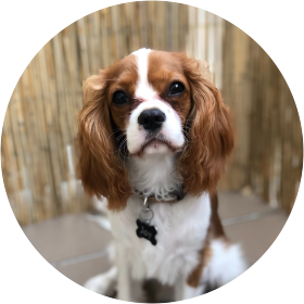 Cocker spaniel pequeno porte clearance