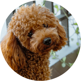 Caniche toy castanho clearance