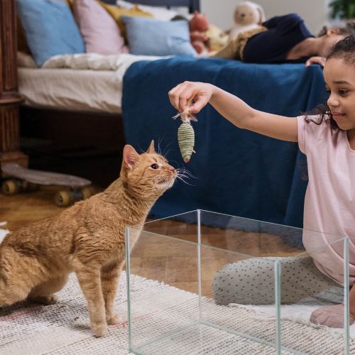 A cat playing with a child indoors