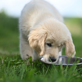 A puppy drinking from a water bowl in the grass