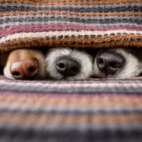 three dogs with their noses poking out of a blanket
