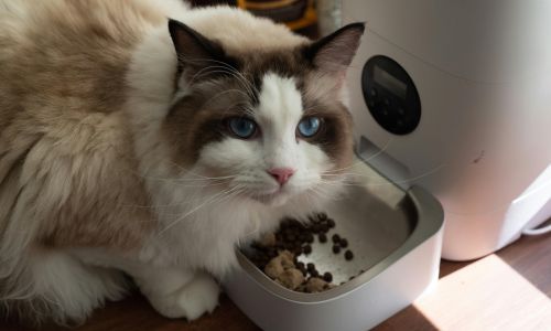 A ragdoll sitting by a food bowl