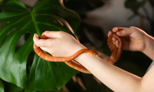 Hands holding a small red snake