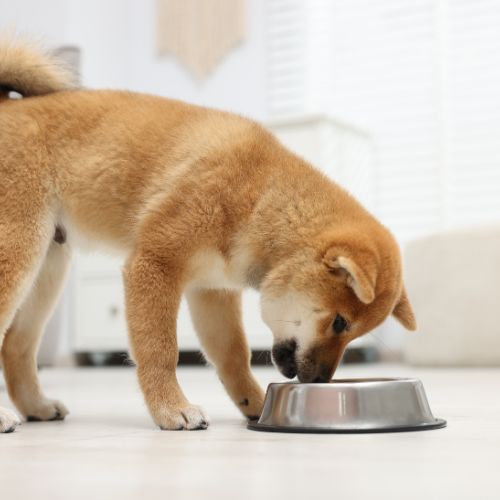 A dog eating from a food bowl indoors