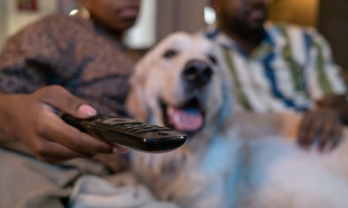 A dog sat on a person holding a tv remote
