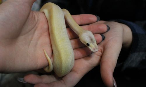 A small snake being handled gently