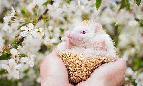 A white hedgehog