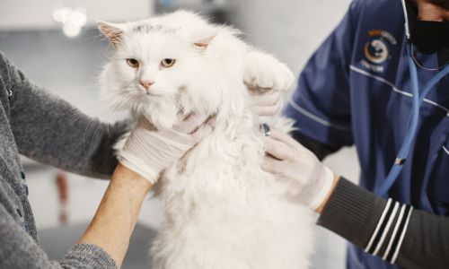 A white cat being handled by two people wearing gloves