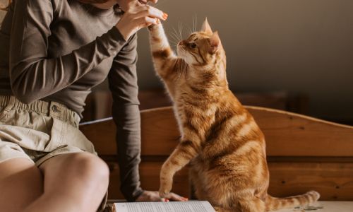 an orange cat playing with a person