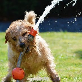 A dog playing with a hose outdoors