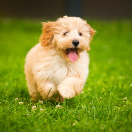 A puppy running through long grass