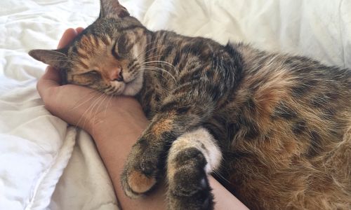 A cat sleeping on a persons hand above a sheet
