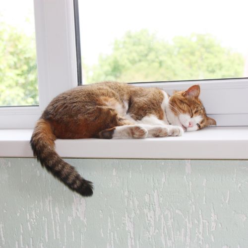 A cat sleeping on a windowsill